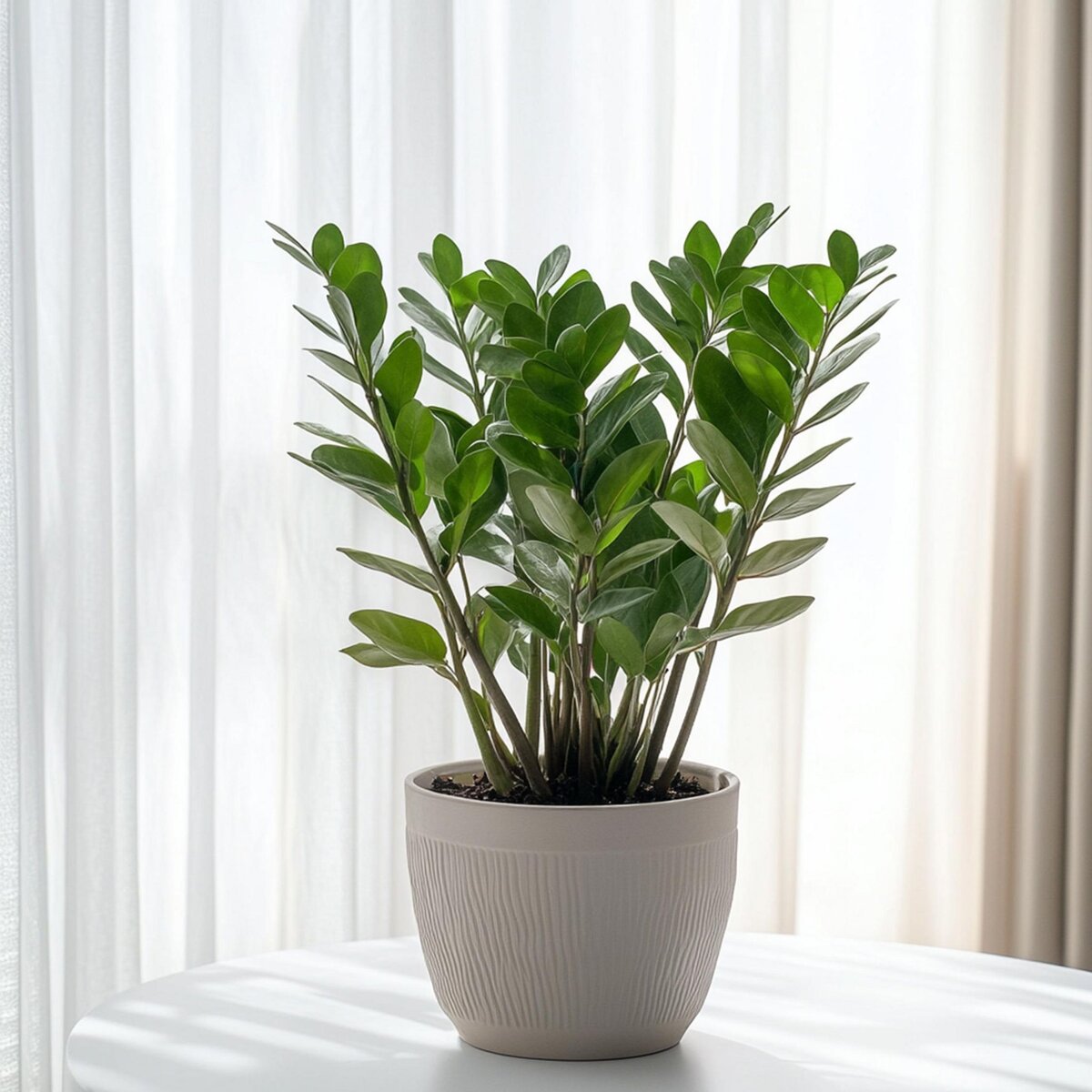 PLANT IN A BOX Plante ZZ - Zamioculcas Zamiifolia - Hauteur 55-65cm - ⌀17cm