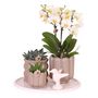 Voir la diapositive 1 : PLANT IN A BOX Coffret cadeau orchidée 'White Tray XL' - Phalaenopsis - Hauteur 35cm