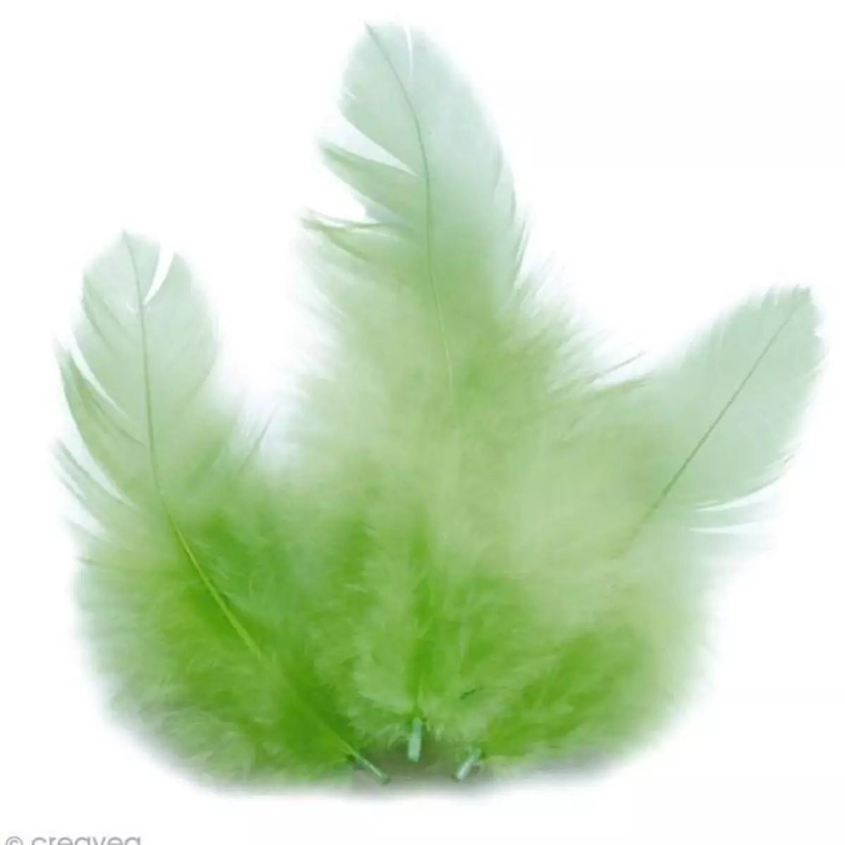 Graine créative Plumes de coq 10 cm - vert clair