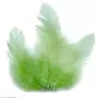 Graine créative Plumes de coq 10 cm - vert clair