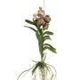 Voir la diapositive 1 : PLANT IN A BOX Orchidée - Vanda 'Ocelot Mocha' - Hauteur 55-65cm