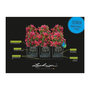 Voir la diapositive 4 : LECHUZA Jardiniere LECHUZA Trio Stone 30 - kit complet, gris pierre - Avec réserve d'eau - Plastique - Rectangulaire