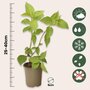Voir la diapositive 2 : PLANT IN A BOX Hortensia - Set de 3 - Hydrangea paniculata 'Silver Dollar' - H25-40cm - ⌀9cm