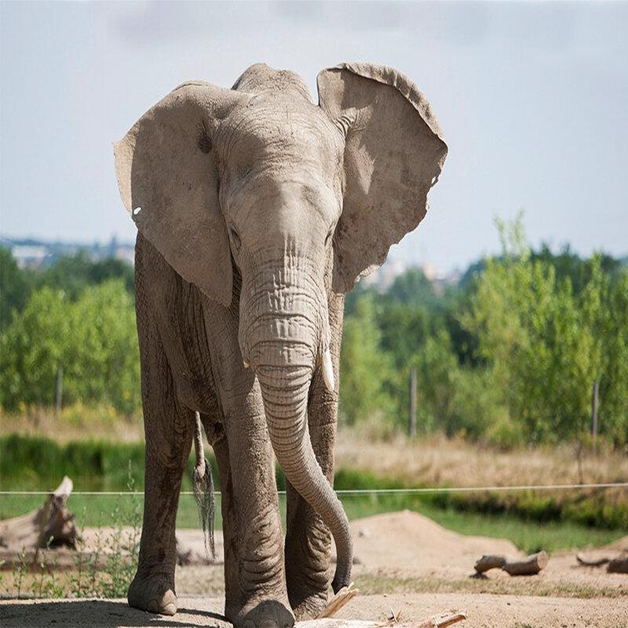 Voir la diapositive 2 : Smartbox Journée zoo en duo : 2 entrées adultes pour le safari de peaugres - coffret cadeau sport & aventure
