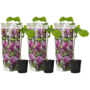 Voir la diapositive 1 : PLANT IN A BOX Arbre à tulipes - Set de 3 - Magnolia 'Susan' - Hauteur 25-40cm - ⌀9cm
