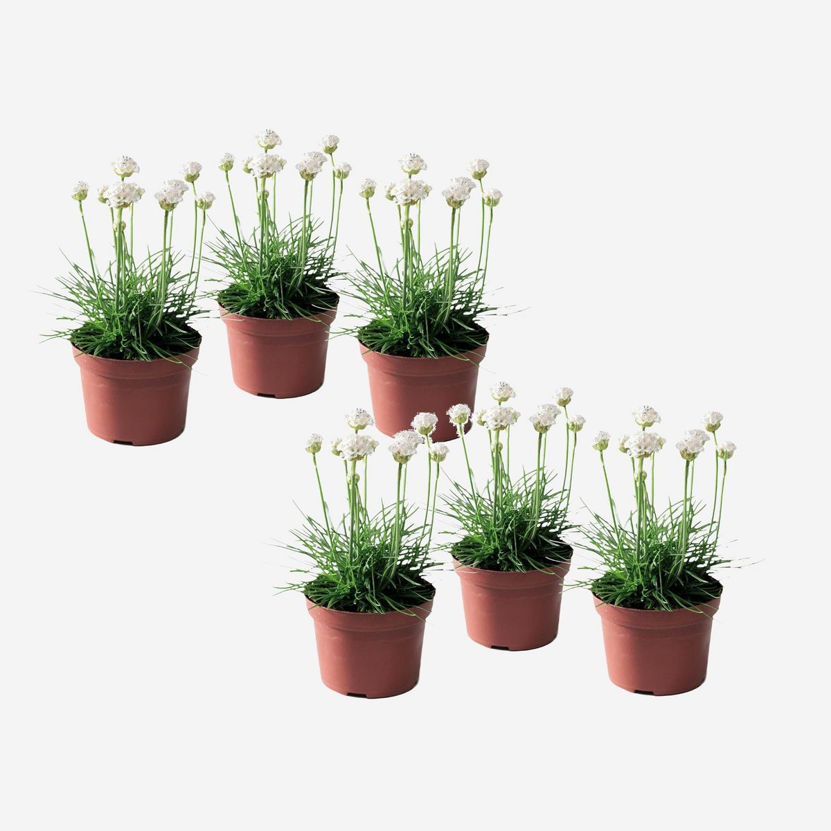 PLANT IN A BOX Oeillet des sables - Set de 6 - Armeria maritima 'Deep White' - H20-30cm - ⌀12cm
