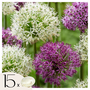 Voir la diapositive 1 : PLANT IN A BOX Ail - Set de 15 - Allium 'Purple, 'White' - Bulbes à fleurs - Violet