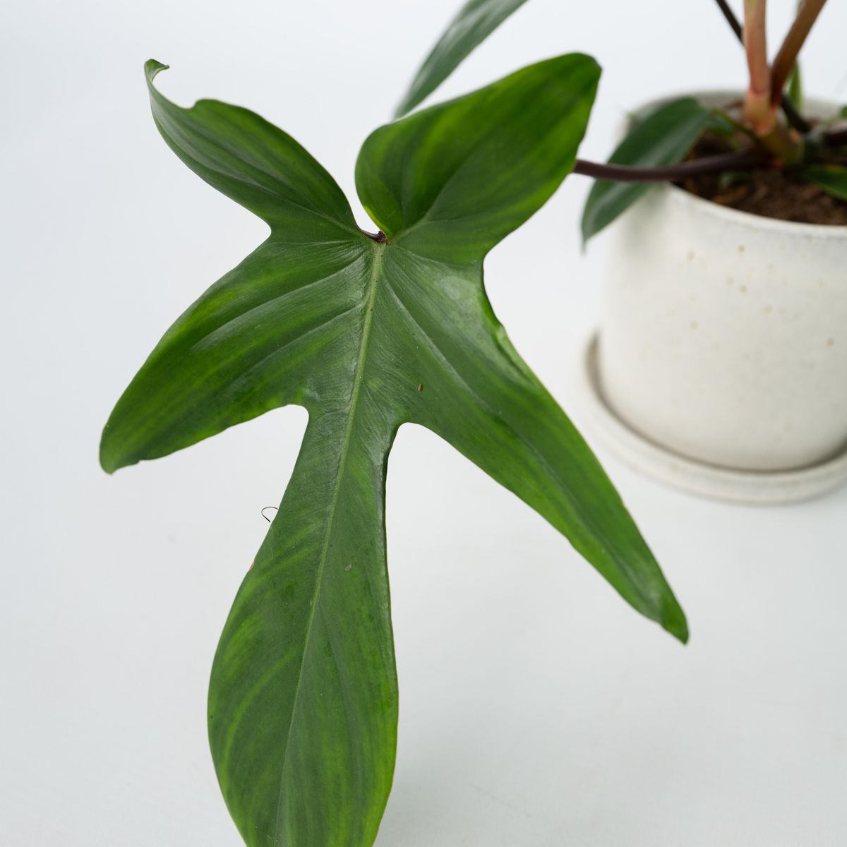 PLANT IN A BOX Plante verte - Set de 2 - Philodendron 'Florida Green' - Hauteur 20-30cm - ⌀12cm