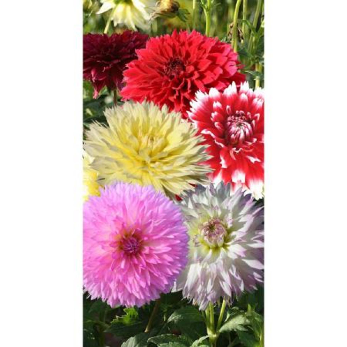 AUCHAN Dahlia décoratif