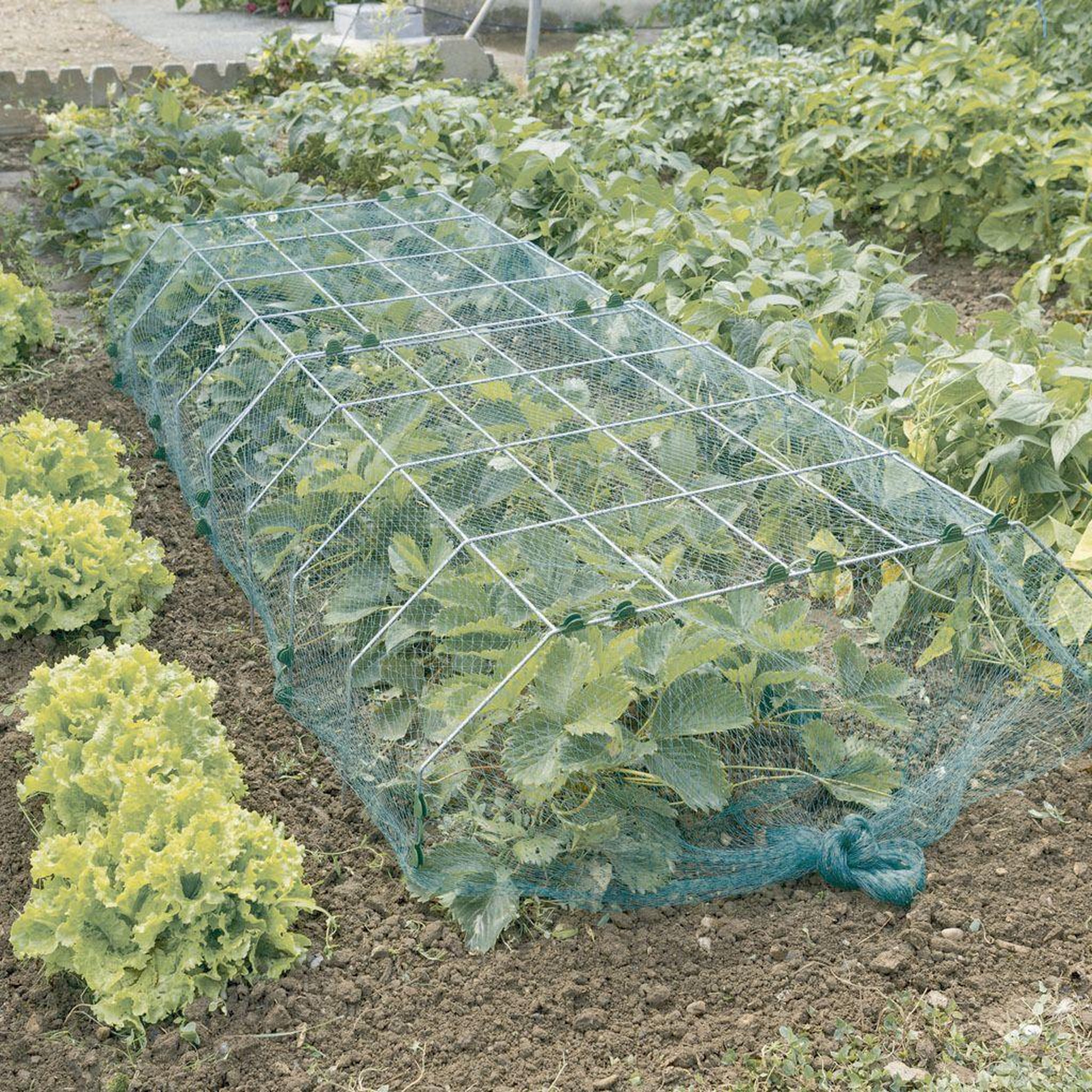 Nortene Structure métallique pour tunnel Nursy Metal XL- Métal - 0,90x1x0,30m
