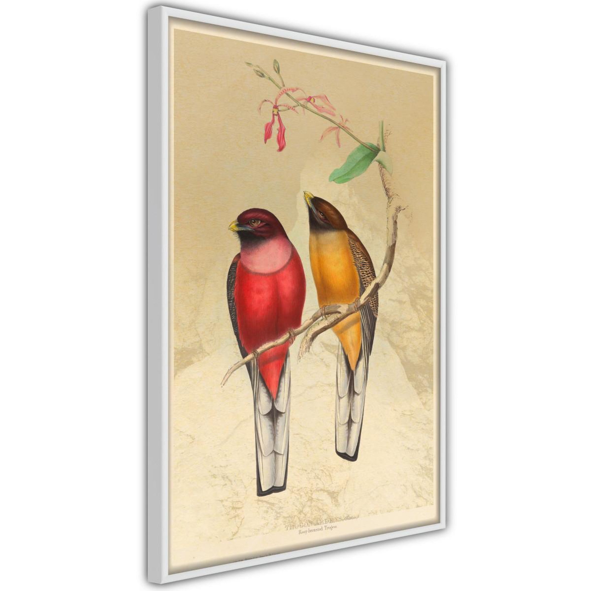 Paris Prix Affiche murale encadrée  ornithologist's drawings