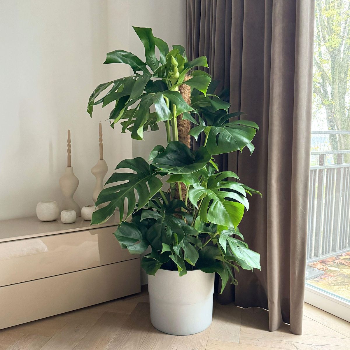 PLANT IN A BOX Plante à trous - Monstera deliciosa - Hauteur 120-130cm - ⌀24cm
