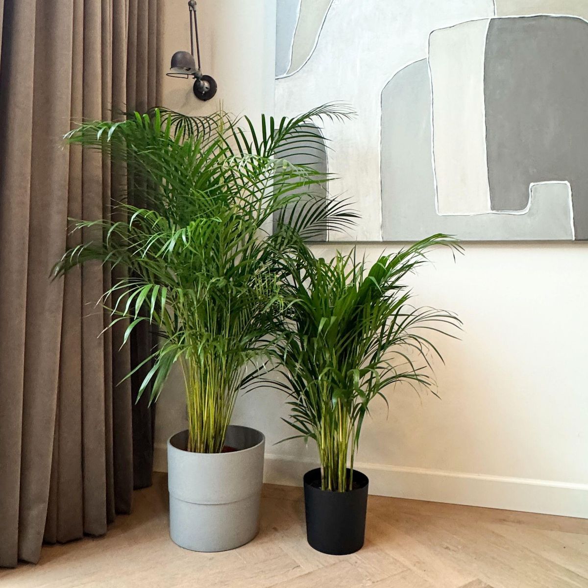 PLANT IN A BOX Palmier areca - Dypsis lutescens - Hauteur 100-120cm - ⌀21cm