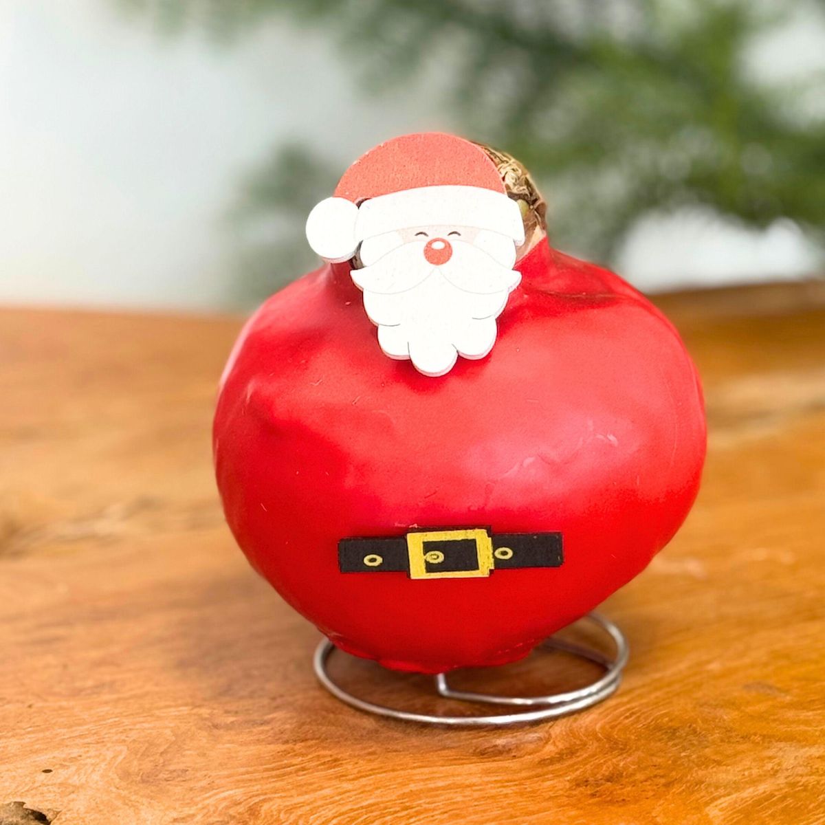 PLANT IN A BOX Amaryllis - Lot de 2 - Hippeastrum 'Spécial Cire Mix'