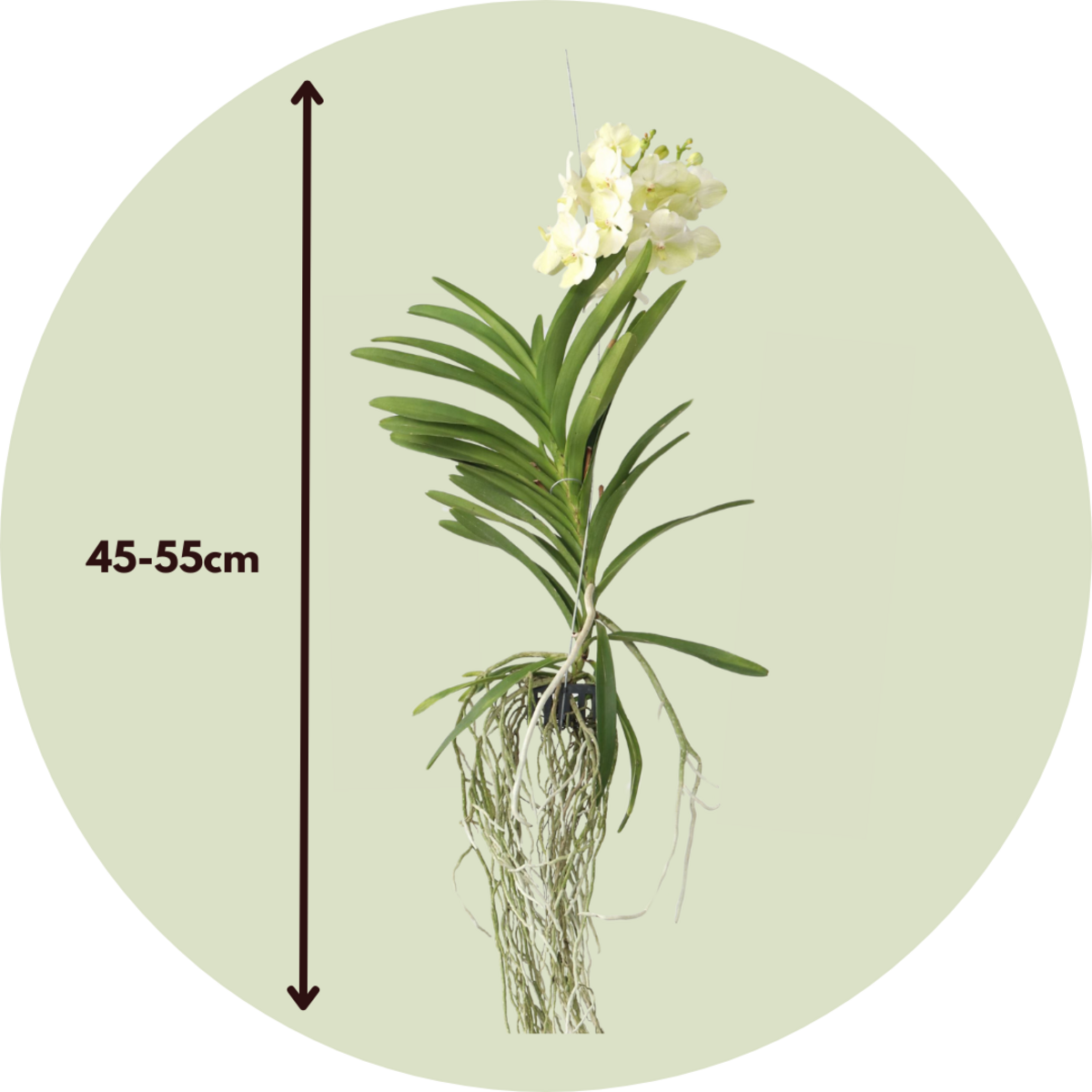 PLANT IN A BOX Orchidée - Vanda 'Tayanee White' - Hauteur 45-55cm
