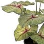 Voir la diapositive 2 : Paris Prix Plante Artificielle en Pot  Caladium  41cm Vert Clair