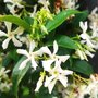 Voir la diapositive 3 : PLANT IN A BOX Jasmin étoilé - Set de 8 - Trachelospermum jasminoides - H110-120cm - ⌀17cm