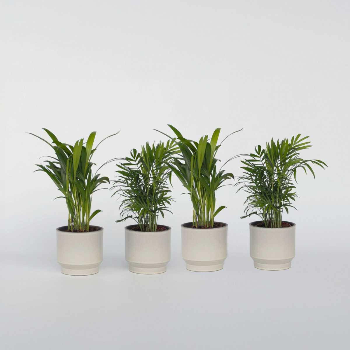 PLANT IN A BOX Palmiers d'intérieur - Set de 4 - Dypsis, Chamaedorea - Hauteur 25-40cm - ⌀12cm
