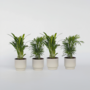 Voir la diapositive 6 : PLANT IN A BOX Palmiers d'intérieur - Set de 4 - Dypsis, Chamaedorea - Hauteur 25-40cm - ⌀12cm
