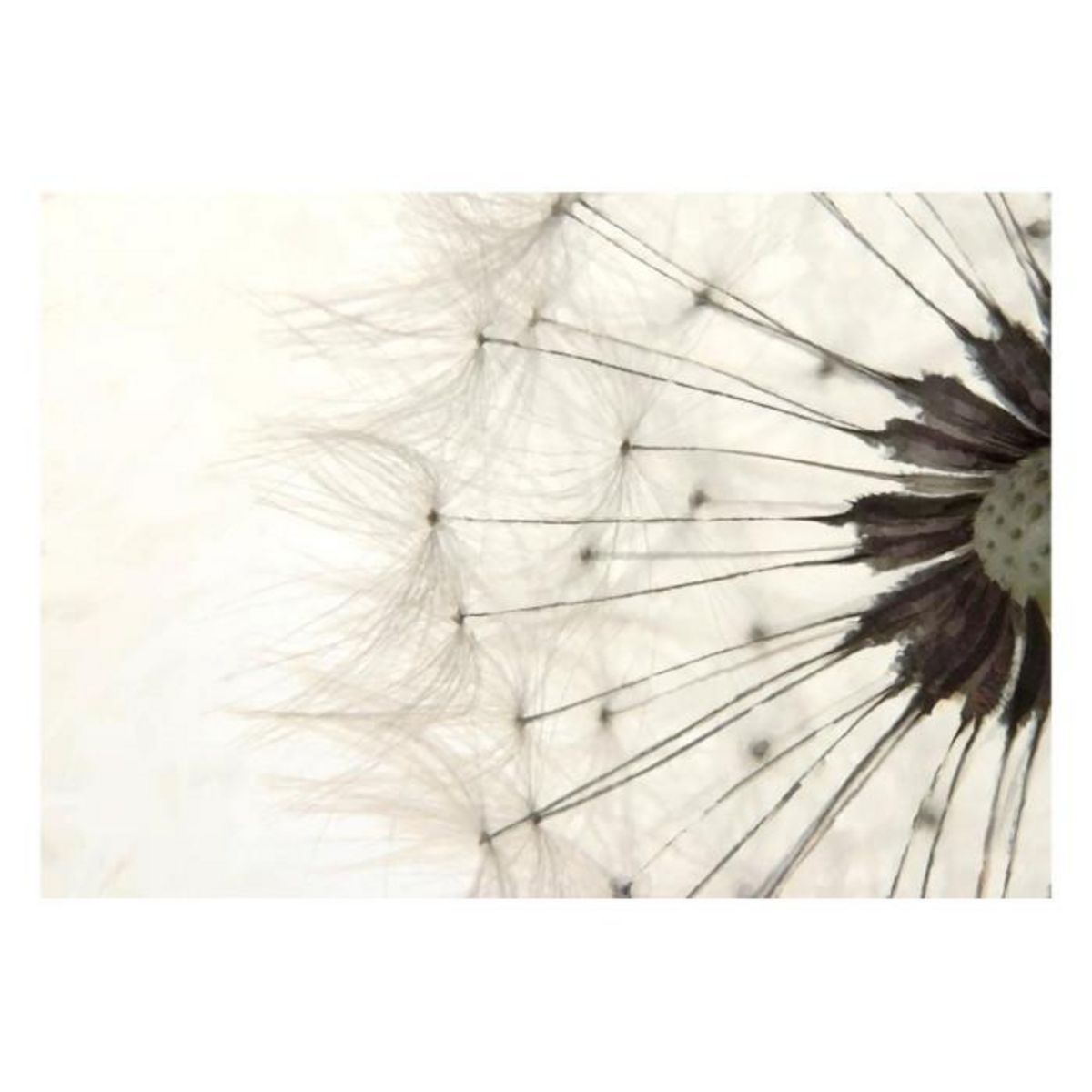 Paris Prix Papier Peint  White Dandelion
