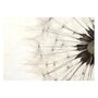 Voir la diapositive 2 : Paris Prix Papier Peint  White Dandelion