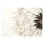 Voir la diapositive 2 : Paris Prix Papier Peint  White Dandelion