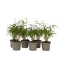 Voir la diapositive 1 : PLANT IN A BOX Bambou non-traçant - Set de 6 - Fargesia 'Asian Wonder' - H25-40cm - ⌀13cm