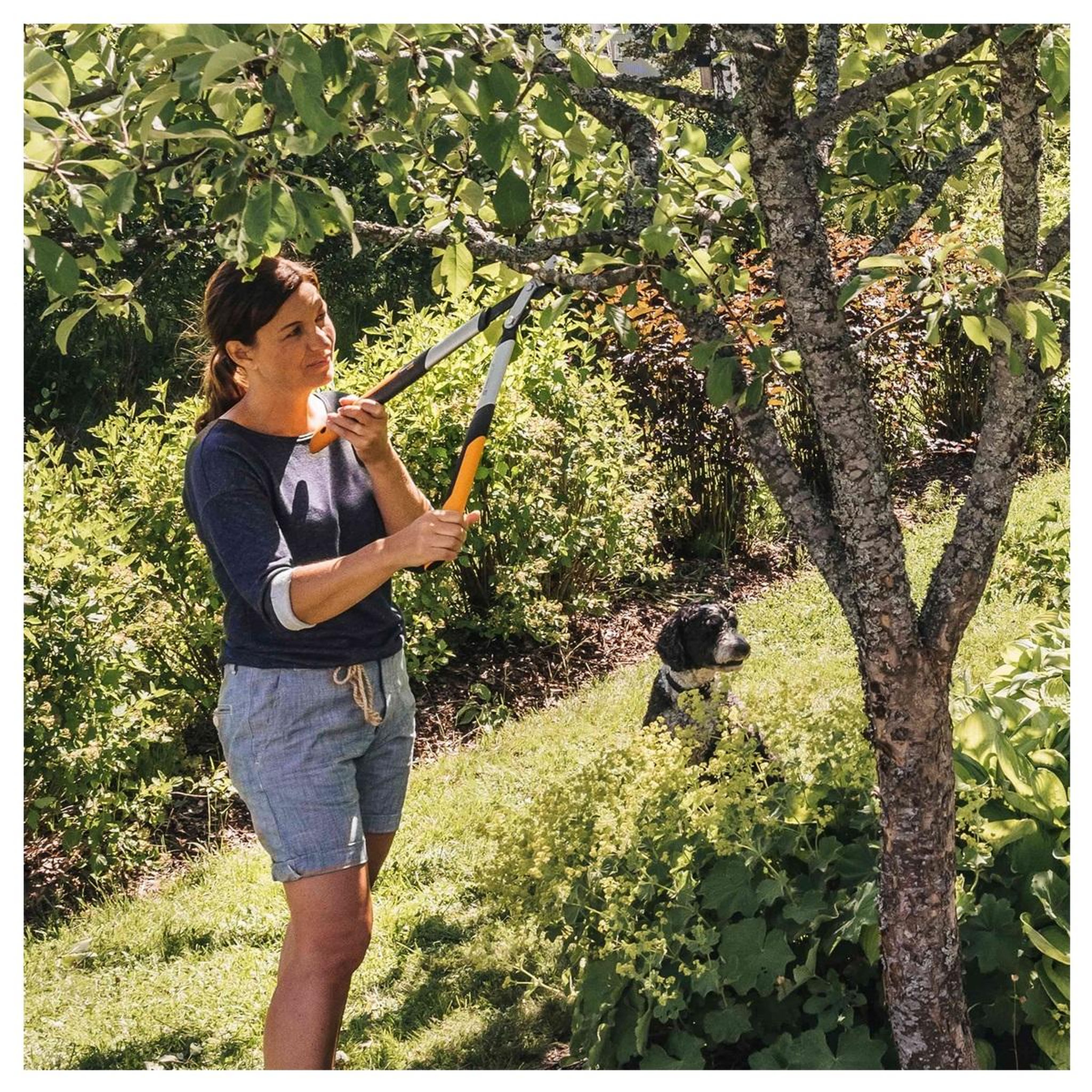 Voir la diapositive 3 : Fiskars Coupe-branches à crémaille powergear x - 1020186