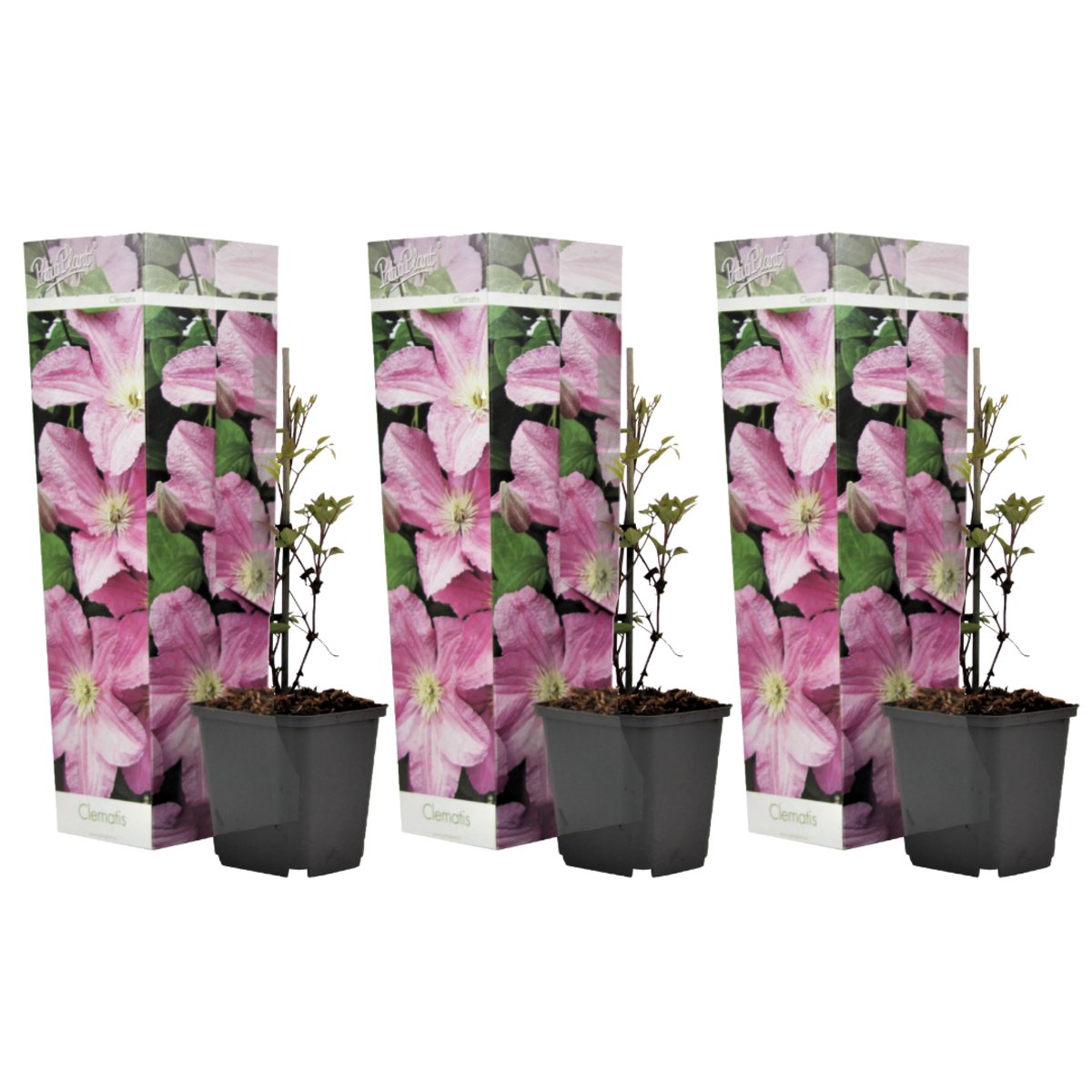 PLANT IN A BOX Clématite - Set de 3 - Clematis 'Hagley Hybrid' - Hauteur 25-40cm - ⌀9cm