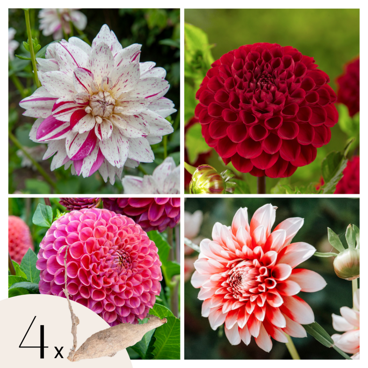 PLANT IN A BOX Dahlias - Set de 4 - Dahlia 'Bouqet Sunset' - Bulbes à fleurs