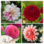 PLANT IN A BOX Dahlias - Set de 4 - Dahlia 'Bouqet Sunset' - Bulbes à fleurs