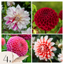 Voir la diapositive 1 : PLANT IN A BOX Dahlias - Set de 4 - Dahlia 'Bouqet Sunset' - Bulbes à fleurs