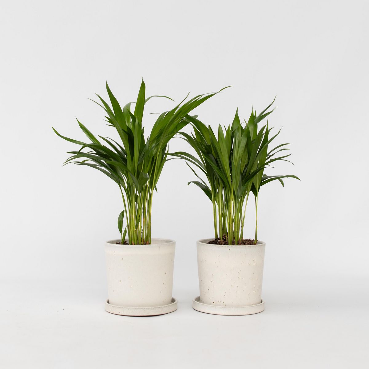PLANT IN A BOX Palmier areca - Set de 2 - Dypsis lutescens - Hauteur 30-45cm - ⌀12cm