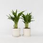 Voir la diapositive 6 : PLANT IN A BOX Palmier areca - Set de 2 - Dypsis lutescens - Hauteur 30-45cm - ⌀12cm