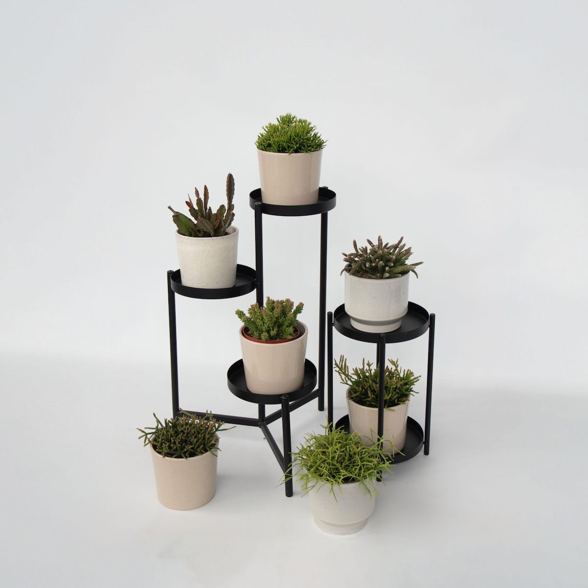 PLANT IN A BOX Cactus corail mix - Rhipsalis - Lot de 6 - Hauteur 15-20 cm - Pot 12 cm