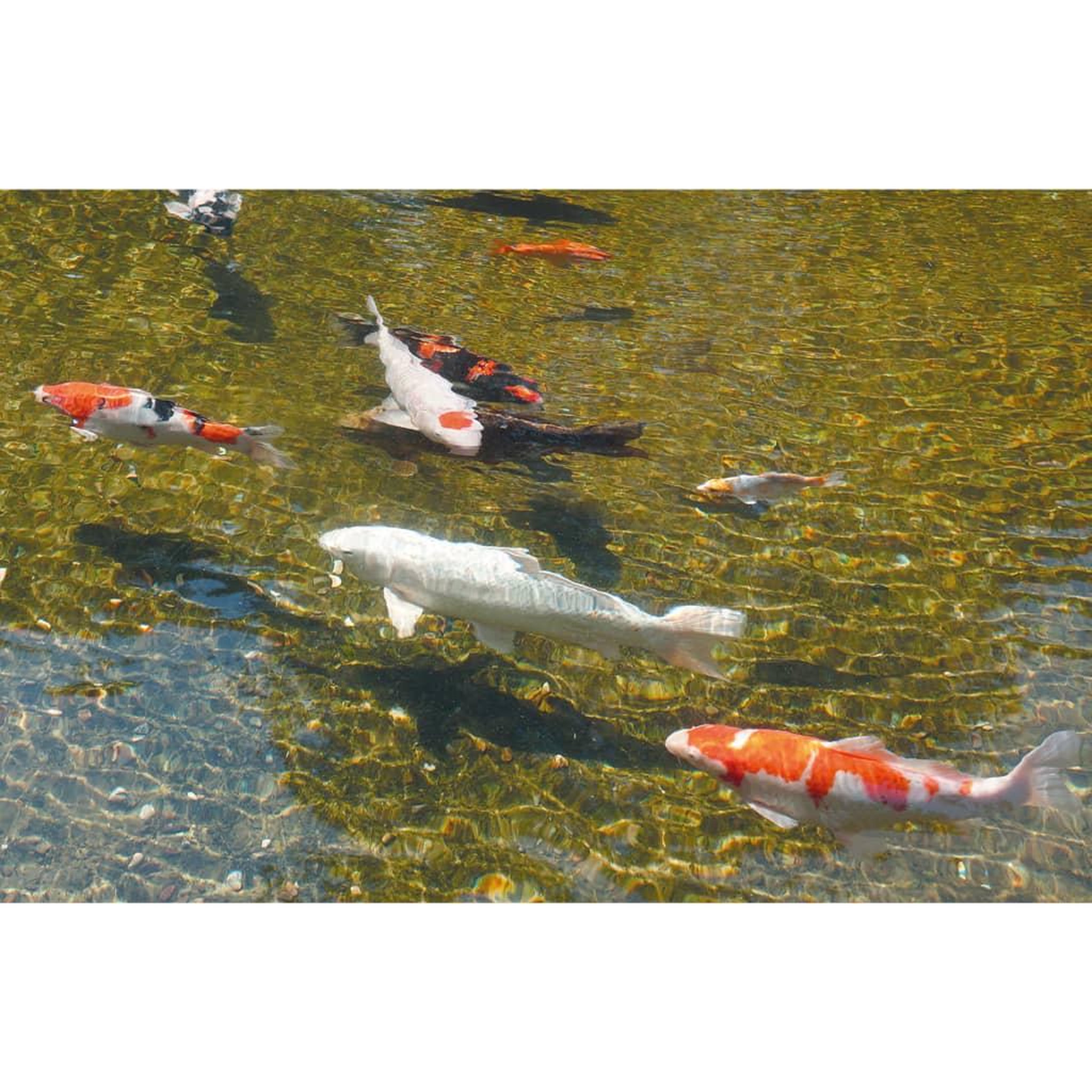 Voir la diapositive 5 : Ubbink Ubbink Accessoire d'etang UVC 95000 95 W