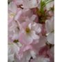 Cerisier à fleurs fastigié