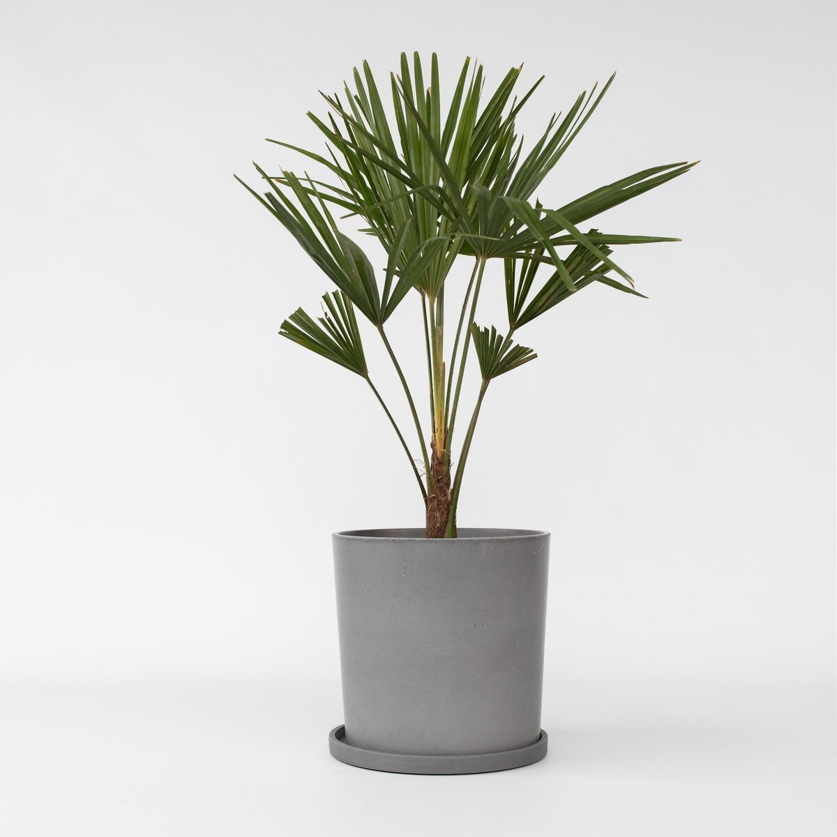 PLANT IN A BOX Palmier de Chine - Trachycarpus Fortunei - Hauteur 65-75cm - ⌀21cm