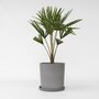 Voir la diapositive 6 : PLANT IN A BOX Palmier de Chine - Trachycarpus Fortunei - Hauteur 65-75cm - ⌀21cm