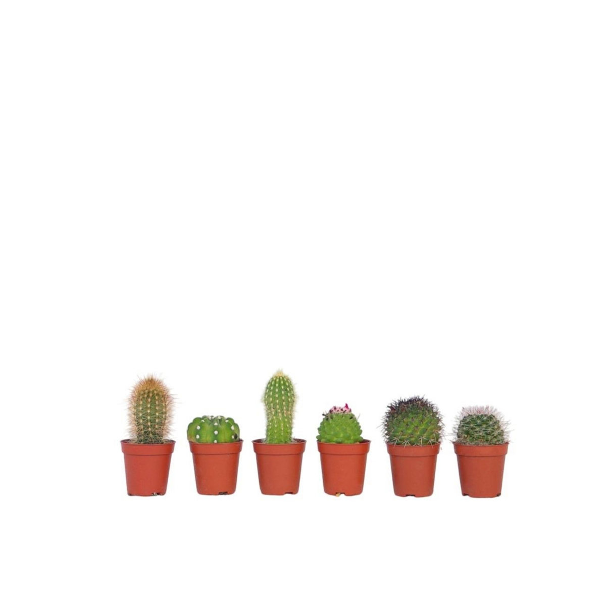 PLANT IN A BOX Mélange de mini cactus - Set de 6 - Cactus - Hauteur 5-10cm - ⌀5,5cm