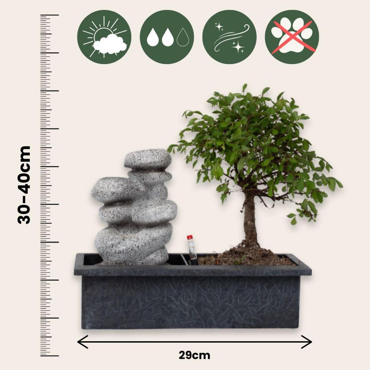 PLANT IN A BOX Bonsaï - Bonsai - Hauteur 25-35cm - ⌀29cm