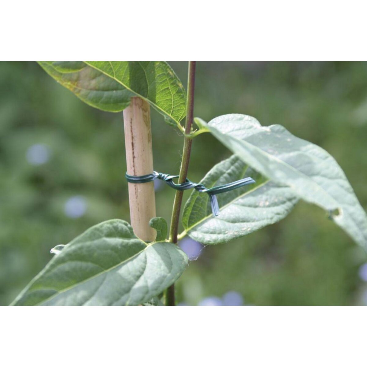 Nortene Lien plastique liens NORTENE