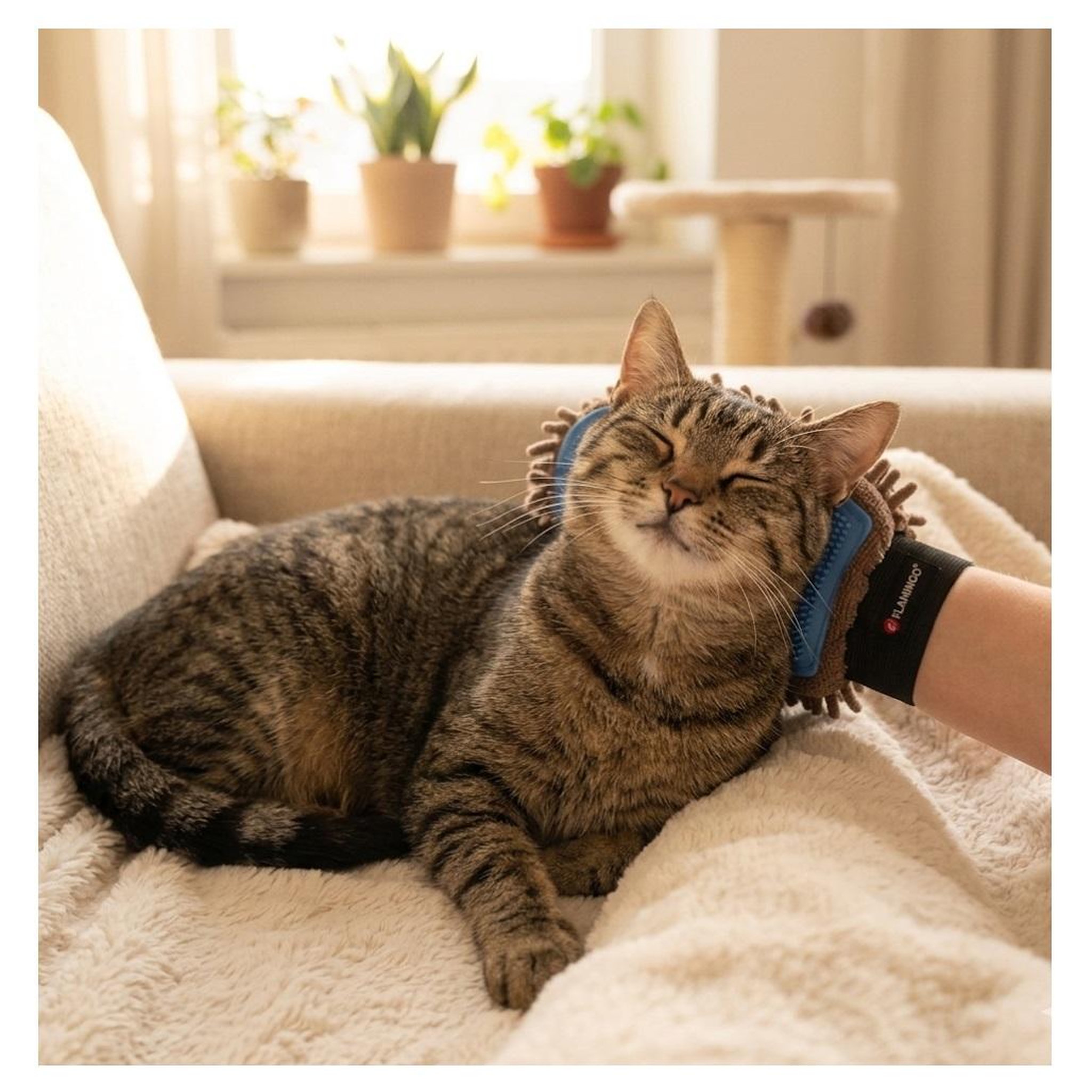 Voir la diapositive 4 : Eden Gant de massage et de brossage flava pour chat
