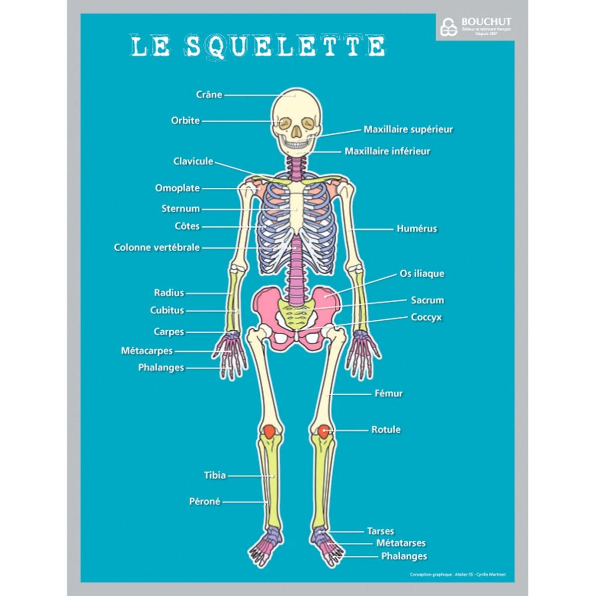 Fiche pédagogique Le squelette 20.5 x 26.50cm