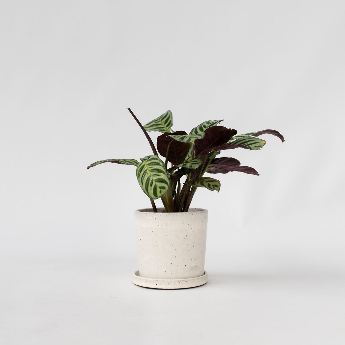 PLANT IN A BOX Plante Dormeuse - Ctenanthe 'Amagris' - Hauteur 20-30cm - ⌀12cm