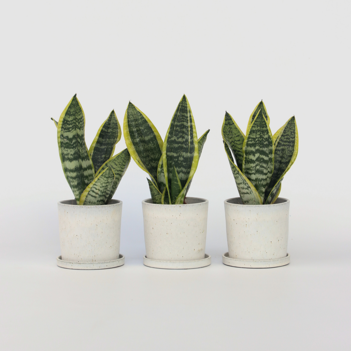 PLANT IN A BOX Langue de belle-mère - Set de 3 - Sansevieria 'Superba' - H35-40cm - ⌀12cm