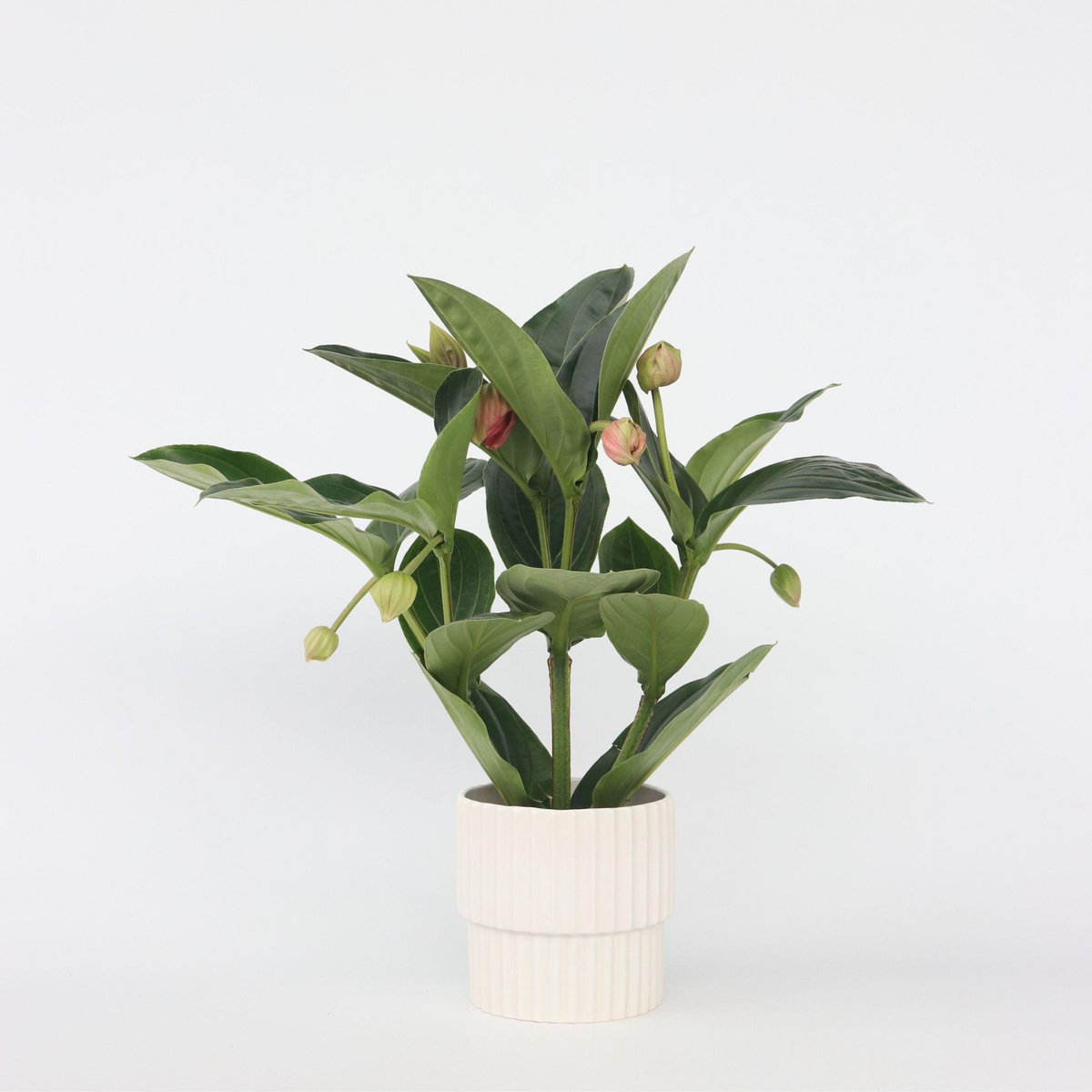 PLANT IN A BOX Medinille magnifique - Medinilla magnifica - Hauteur 55-60cm - ⌀17cm