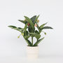 Voir la diapositive 5 : PLANT IN A BOX Medinille magnifique - Medinilla magnifica - Hauteur 55-60cm - ⌀17cm