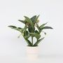 Voir la diapositive 5 : PLANT IN A BOX Medinille magnifique - Medinilla magnifica - Hauteur 55-60cm - ⌀17cm