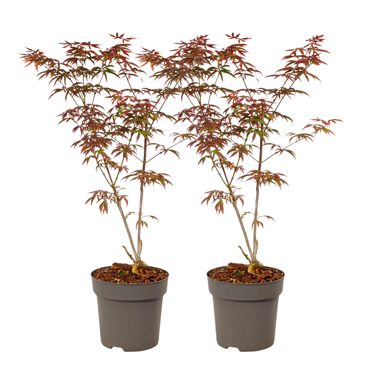 PLANT IN A BOX Érable du Japon - Set de 2 - Acer palmatum 'Starfish' - Hauteur 60-70cm - ⌀19cm